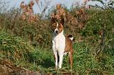 BASENJI 033